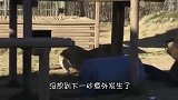 为了测试老虎的忠诚度，主人把手伸进虎口，镜头记录惊险一幕
