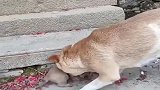 小奶狗奄奄一息，流浪狗妈妈拼了命也要把小奶狗带回家