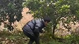 男子摘果子尝了之后热情与朋友分享