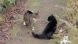 狸花猫把路过的黑猫揍了一顿，黑猫一脸委屈：不就是长得有点黑