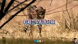 豹桂兰今天好不容易抓到个羚羊