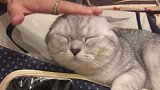一只喜欢拍脑袋的猫咪，不怕脑震荡吗