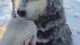 哈哈哈，这才是冻成狗了吧！