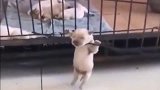 小奶狗：妈，你看我一眼，我快要凉凉了