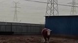 怀孕母牛前一天刚被卖到邻村，第二天早上自己又跑回来