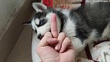 男子向二哈竖中指之后会发生什么狗狗反应瞬间亮了，真纯