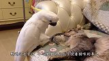 主人邀请猫咪下水玩耍，猫咪的举动太萌了，镜头记录温馨画面