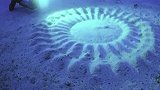 海底神秘怪圈，竟是“它”建的豪宅：还不是为了脱单！
