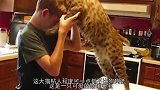 猞猁捂住主人眼睛“猜猜我是谁”被猜到后，猞猁的动作笑翻众人