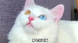 猫咪的品种大全，你喜欢哪只？