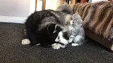 小猫咪胆真大，敢去招惹大狗，幸好狗狗脾气好