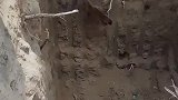 黄鼠狼被困深坑，好心村民救助，但黄鼠狼受到了惊吓，最后终于放心了