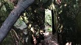 三打白骨精的取景地，天子山“试心石”