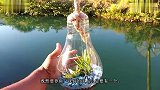 使用灯泡养小鱼作为一装饰品，别说还真好看