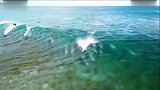 20多条海豚在滑浪者附近乘风破浪展示它们的技巧