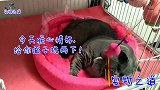 新来的小流浪猫没眼力见，数次抢走公猫的风头，公猫发火了