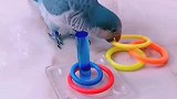 看鹦鹉聪明不