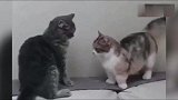短腿猫的悲伤，还没开始打架就已经输了!