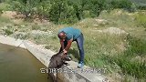 男子好心救援猞猁，猞猁起初非常抗拒，下一秒出现暖心画面