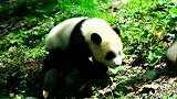 熊猫吃竹笋这叫一个香 样子还很呆萌可爱 看得我都饿了
