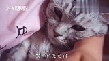 猫咪每天像人一样生活，突然知道自己是猫后，一脸的不相信