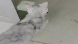 小狸花猫：妈，快救我，这有个猫贩子！
