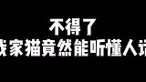 我家猫竟能听得懂人话，看到最后你就明白，猫太听话也不是啥好事