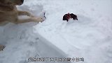 两只鸡被困在大雪中，金毛见了奋力营救，场面十分感人