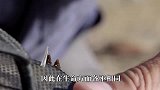 世界上最坚强的鱼，躲在墙里整整数年，结局却让人意外！