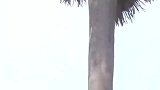 遇到了真正的非洲野人，身体素质真的太好了，爬树简直如履平地！