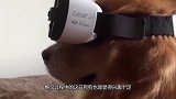 奇葩主人给狗狗戴上VR眼镜，千万别笑，除非你忍不住！