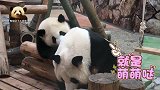 熊猫宝宝以欺负妈妈为乐，调皮捣蛋的模样像极了小孩子，太可爱
