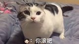实拍：这喵星人成精了……