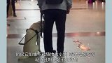 导盲犬不小心尿在过道上一脸自责，店家没骂它，反而一直安慰狗狗