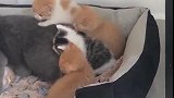 小猫：妈妈为什么只喜欢它，不喜欢我们呢！