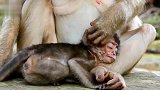 猴子找到一点儿温暖