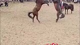 少数民族的比武招亲