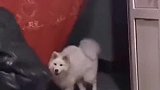 狗狗掀门帘求口饭吃，急了跳了段天鹅舞，网友：有狼外婆那感觉了