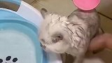 猫主子的快乐日常