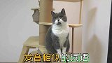 用和猫咪名字发音相似的词语喊猫，它们能分辩吗？猫：真当我傻？