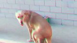 狗狗坐凳子，回眸一笑百媚生