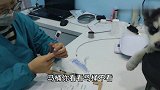 女子带二哈打疫苗，针打完了二哈才鬼哭狼嚎，后知后觉的二哈真逗