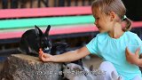 整个岛都被猪占领了？笑出了猪声！