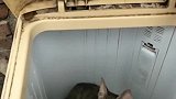 猫：我有点脏，用洗衣机洗洗我吧！