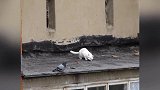 和鸽子玩耍的猫咪，看这鸽子一脸不屑的样子，可真是搞笑！