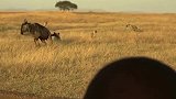 鬣狗群捕猎角马，直击要害！