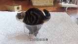 1只会“缩骨功”的猫，要不是亲眼所见，都不信是真的