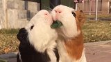 两只可爱的小猪竟然拔河比赛呢