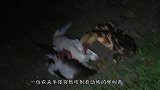 农夫半夜听见动物惨叫声，起身一看乐了，镜头记录全过程！