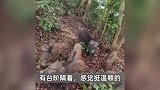 深圳梧桐山网红野猪下崽？市民拍到“一家人整整齐齐”，管理处：天天都有人投喂